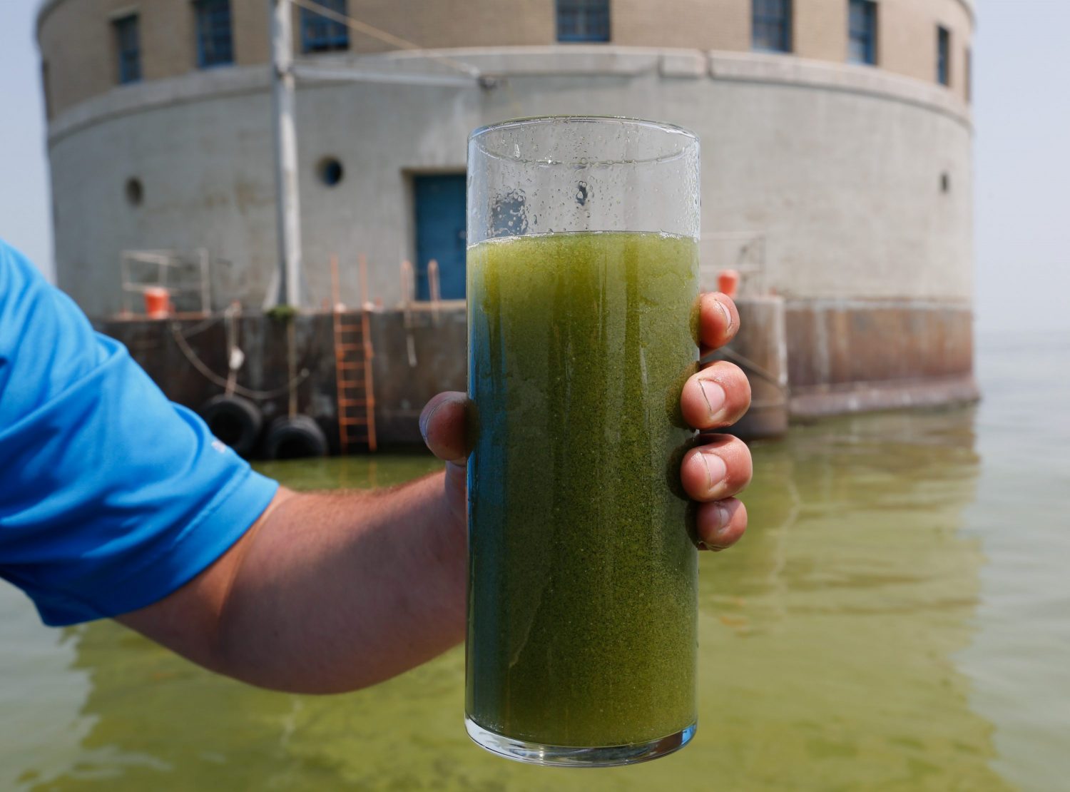 A glass of algae filled Lake Erie water